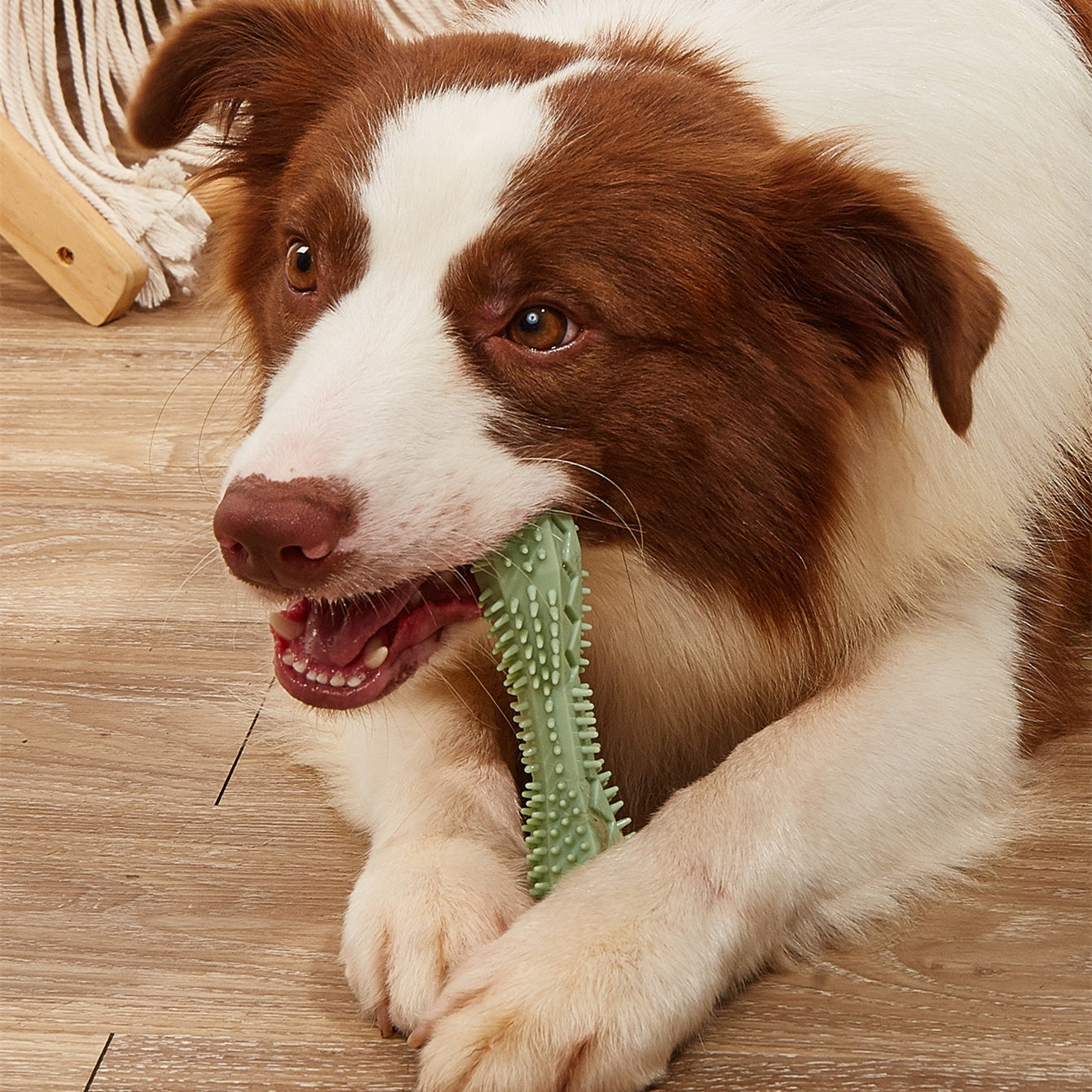 Dog Chew Toys – Durable Teeth-Cleaning Toys for Healthy Gums & Strong Jaws